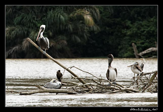 Costa Rica - Tortuguero canal - brown pelicans