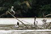 Costa Rica - Tortuguero canal - brown pelicans