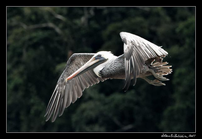 Costa Rica - Tortuguero canal - brown pelican