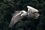 Costa Rica - Tortuguero canal - brown pelican