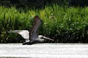 Costa Rica - Tortuguero canal - brown pelican