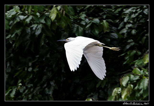 Costa Rica - Tortuguero canal - snowy egret