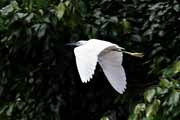 Costa Rica - Tortuguero canal - snowy egret