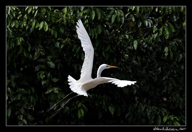 Costa Rica - Tortuguero canal - snowy egret