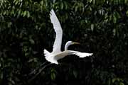 Costa Rica - Tortuguero canal - snowy egret