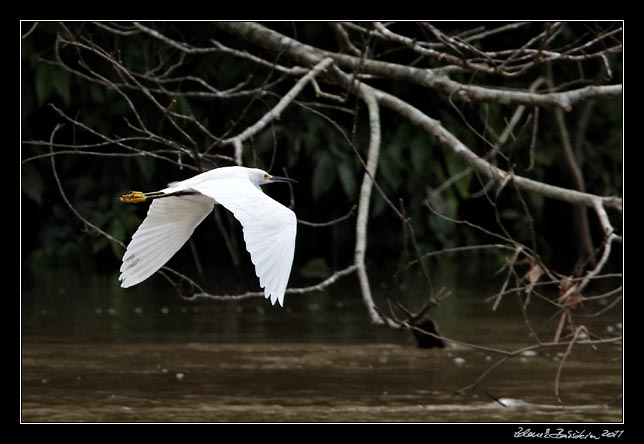 Costa Rica - Tortuguero canal - snowy egret