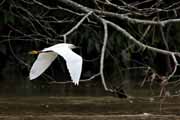 Costa Rica - Tortuguero canal - snowy egret