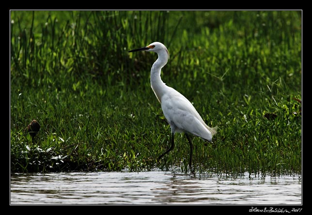 Costa Rica - Tortuguero canal - snowy egret