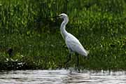 Costa Rica - Tortuguero canal - snowy egret