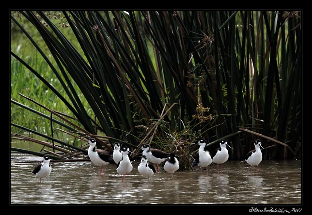 Costa Rica - Tortuguero canal -