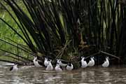 Costa Rica - Tortuguero canal -