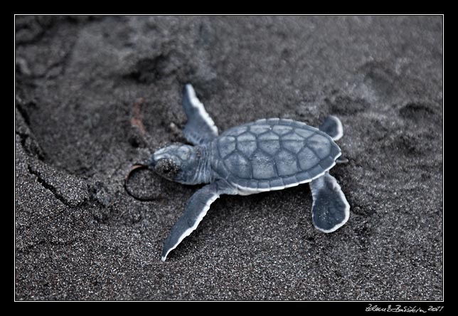 Costa Rica - Tortuguero - green turtle hatchling