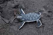 Costa Rica - Tortuguero - green turtle hatchling