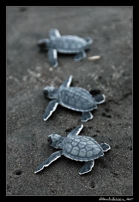 Costa Rica - Tortuguero - green turtle hatchlings