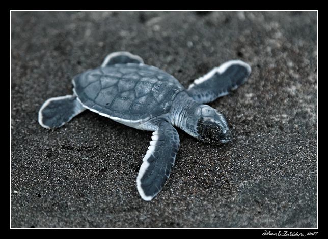 Costa Rica - Tortuguero - green turtle hatchling