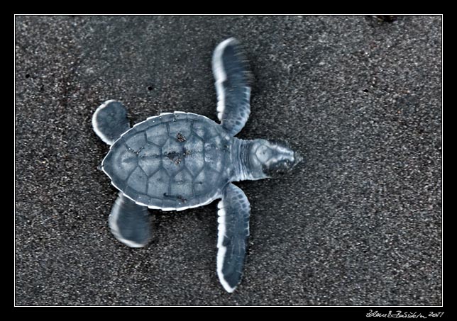 Costa Rica - Tortuguero - green turtle hatchling