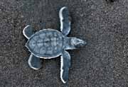 Costa Rica - Tortuguero - green turtle hatchling