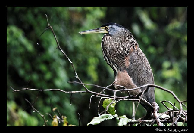 Costa Rica - Tortuguero - bare-throated tiger heron