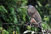 Costa Rica - Tortuguero - bare-throated tiger heron