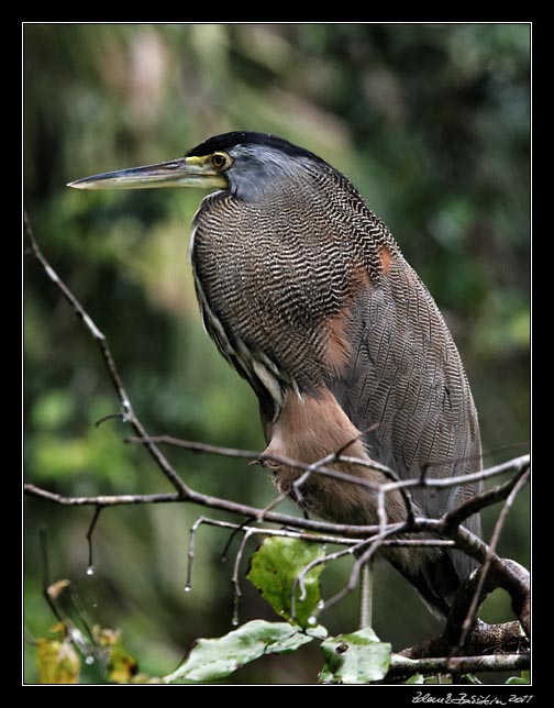 Costa Rica - Tortuguero - bare-throated tiger heron