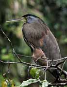 Costa Rica - Tortuguero - bare-throated tiger heron