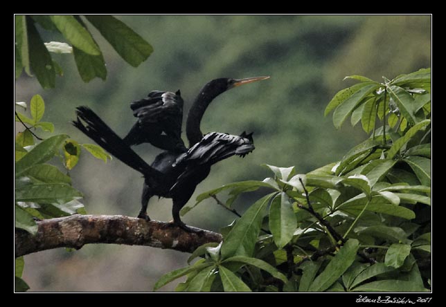 Costa Rica - Tortuguero - anhinga