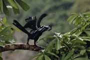 Costa Rica - Tortuguero - anhinga