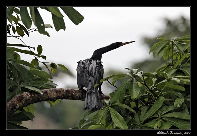 Costa Rica - Tortuguero - anhinga