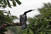 Costa Rica - Tortuguero - anhinga