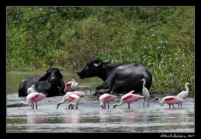 Costa Rica - Tortuguero - roseate spoonbills and snowy egrets