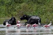 Costa Rica - Tortuguero - roseate spoonbills and snowy egrets