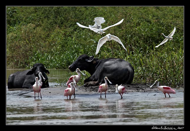 Costa Rica - Tortuguero - roseate spoonbills and snowy egrets