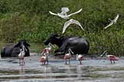 Costa Rica - Tortuguero - roseate spoonbills and snowy egrets