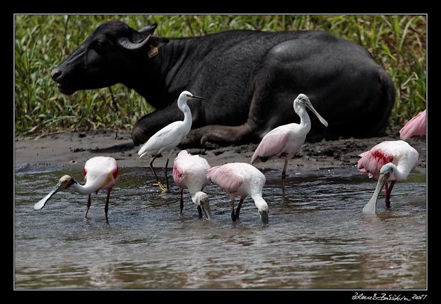 Costa Rica - Tortuguero canal - roseate spoonbills