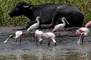 Costa Rica - Tortuguero canal - roseate spoonbills