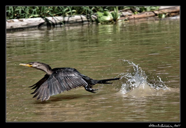 Costa Rica - Tortuguero canal -