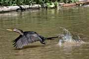 Costa Rica - Tortuguero canal -