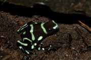 Costa Rica - Arenal - black and green dart frog