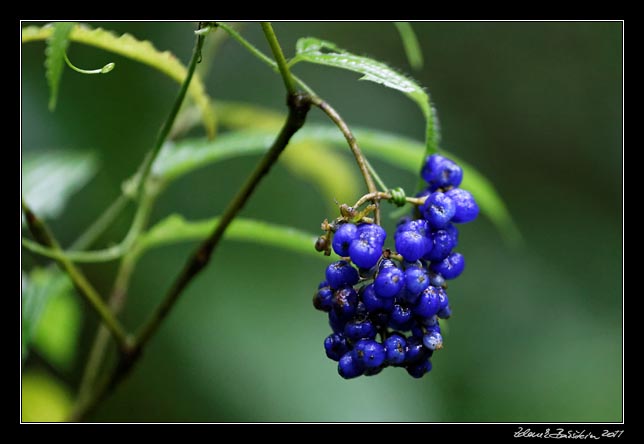 Costa Rica - Arenal -