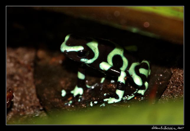 Costa Rica - Arenal - black and green dart frog