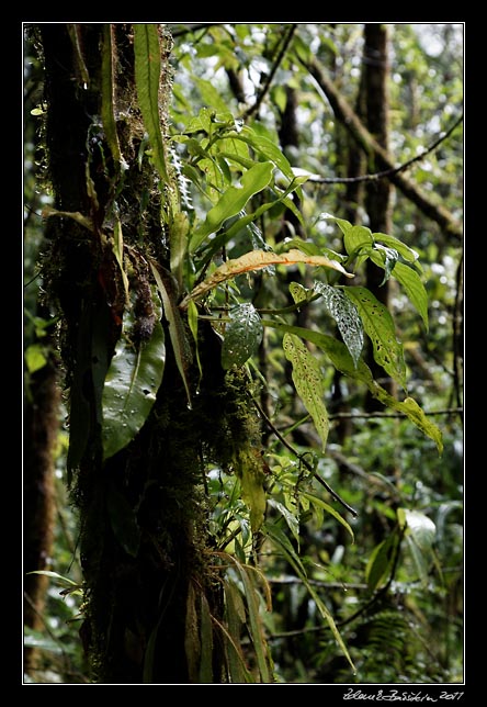 Costa Rica - Arenal - rainforest