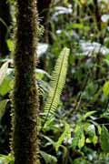 Costa Rica - Arenal - rainforest