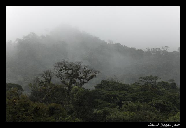 Costa Rica - Arenal - Arenal rinforest