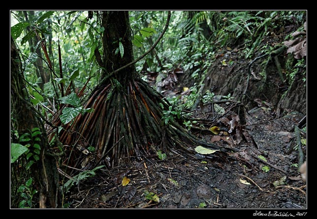 Costa Rica - Arenal - Tucnes trail