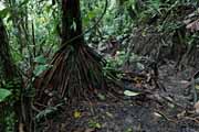 Costa Rica - Arenal - Tucnes trail