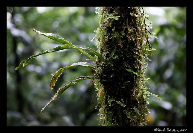 Costa Rica - Arenal - rainforest