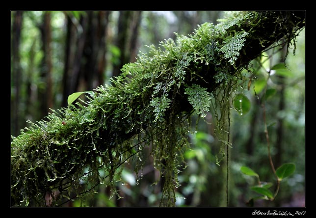 Costa Rica - Arenal - rainforest