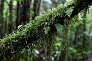 Costa Rica - Arenal - rainforest