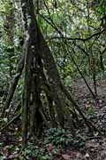 Costa Rica - Arenal - walking palm,  Cashapona