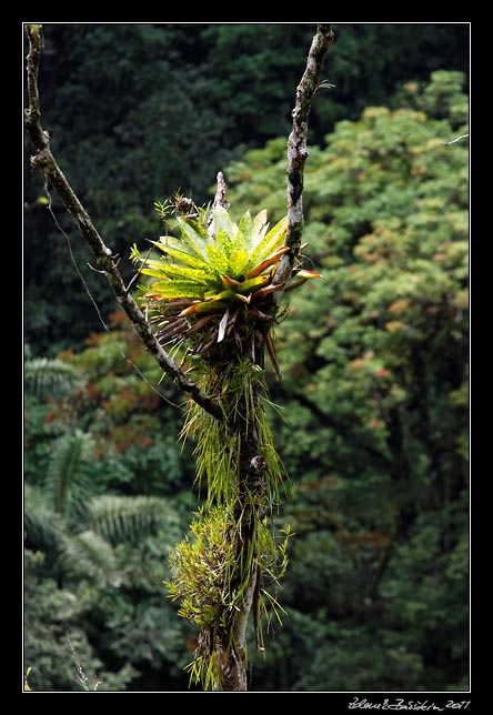 Costa Rica - Arenal -